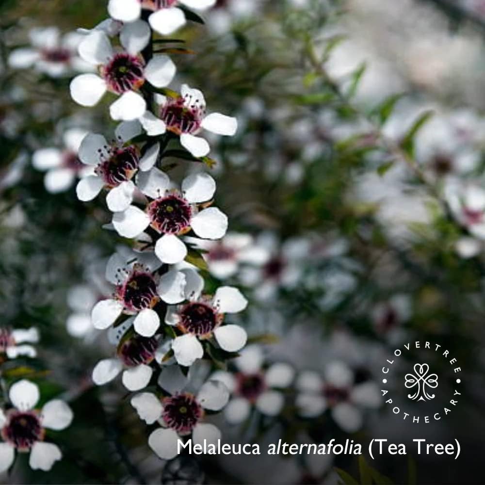 Clovertree Wild Mint Bath & Body Oil for deep Moisture