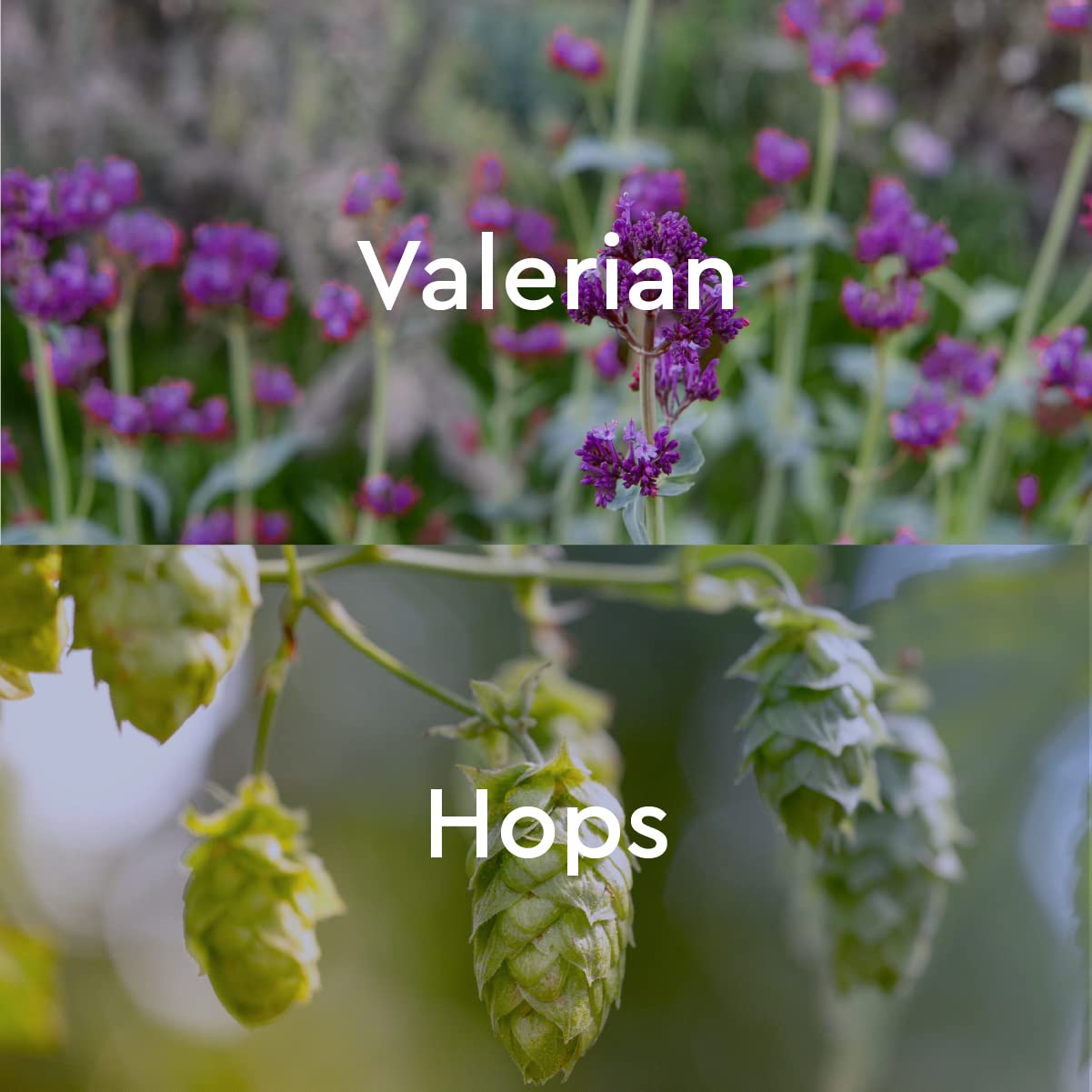 Kneipp Eucalyptus Herbal Bath Oil with Eucalyptus Essential Oil, 3.38 fl oz.