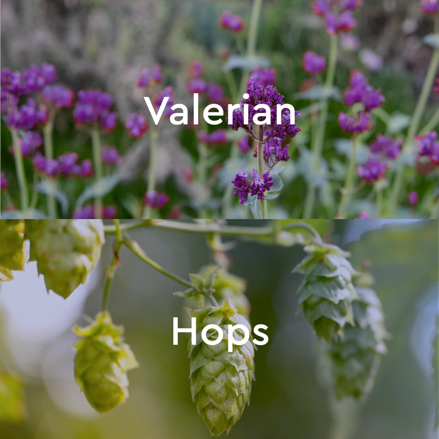 Kneipp Herbal Bath Oil Argan and Marula Beauty Secret, 3.38 Fl Oz