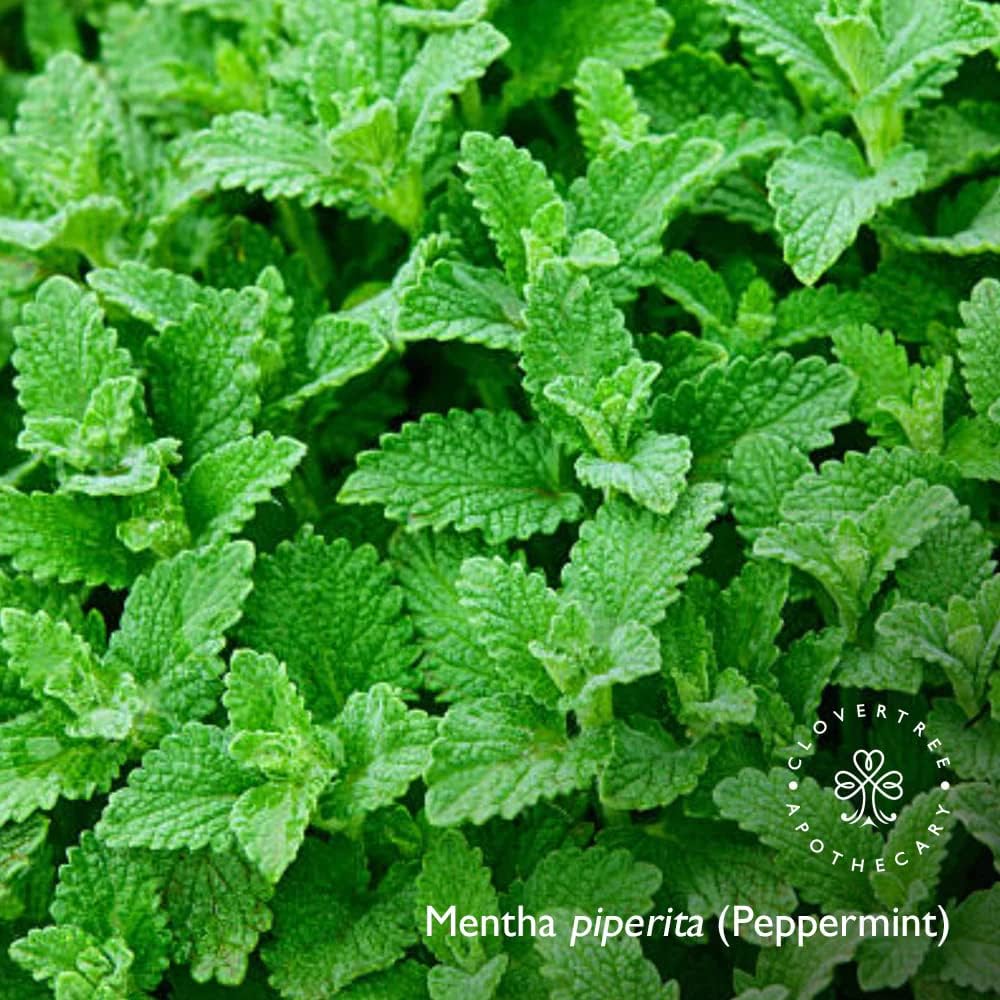 Clovertree Wild Mint Bath & Body Oil for deep Moisture