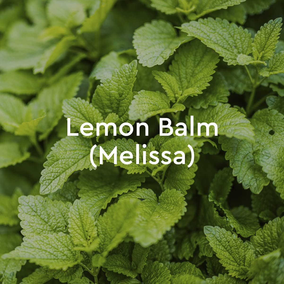 Kneipp Eucalyptus Herbal Bath Oil with Eucalyptus Essential Oil, 3.38 fl oz.