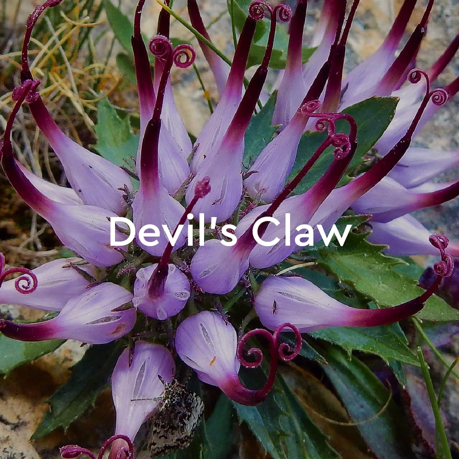 Kneipp Herbal Bath Oil Argan and Marula Beauty Secret, 3.38 Fl Oz